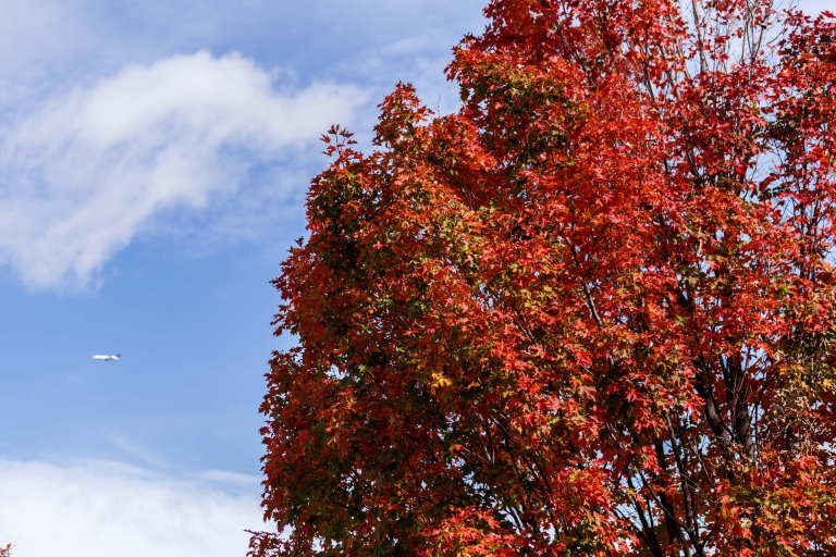 A colorful autumn tree on the IUPUI campus.