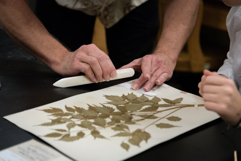 A preserved plant specimen is prepared for digitization