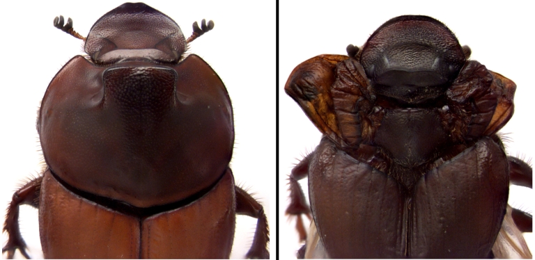 A normal beetle and a beetle with ectopic wings in place of its horns