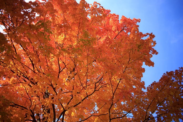 tree with orange and red leaves