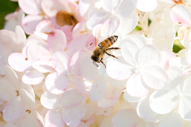 Flowers with a bee on them