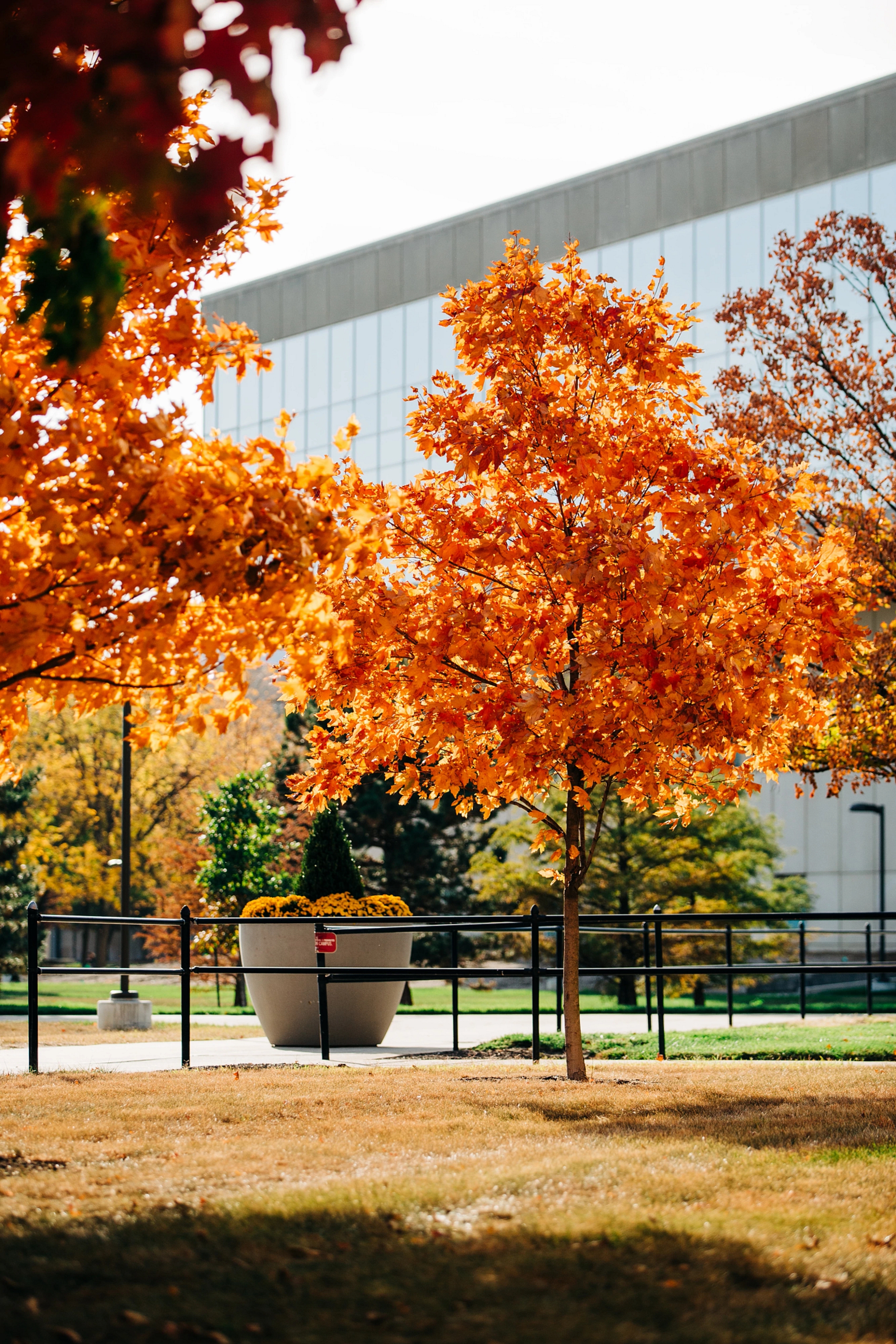 Photo gallery: Fall colors splash across campus: News at IU: Indiana ...
