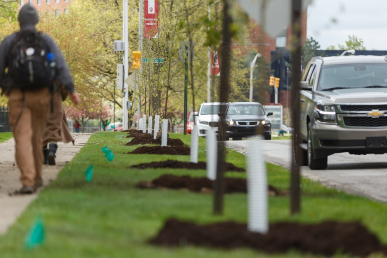 A row of trees separates pedestrians on the sidewalk and traffic on University Boulevard.