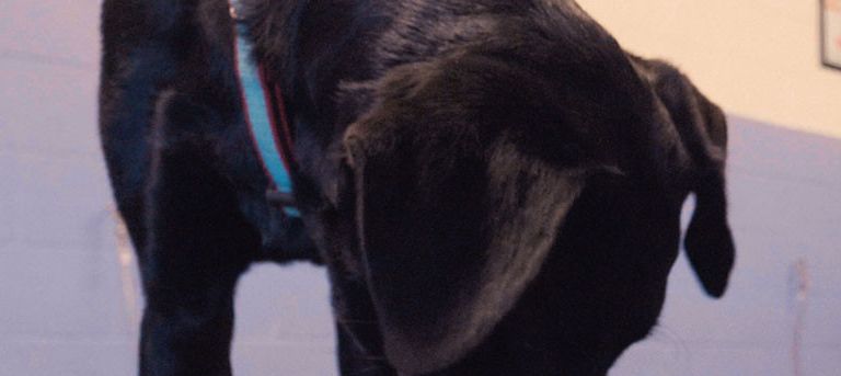 Dog sniffing in a bucket as part of an experiment