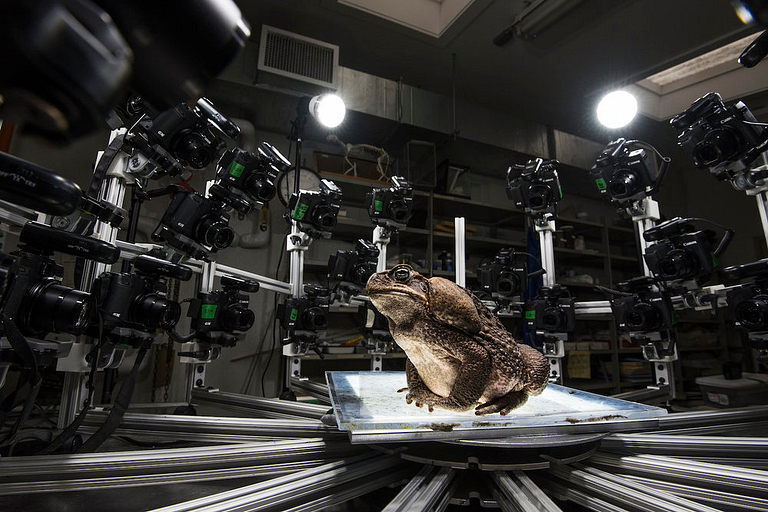 A toad in an array of cameras.