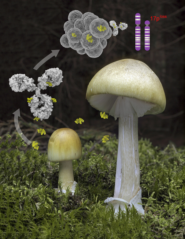 Mushroom heads research illustration