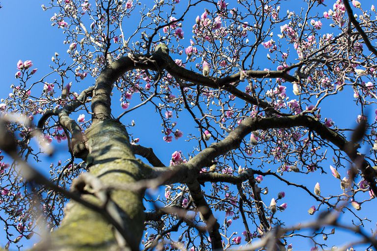 Pink flowers bloom on the IU Bloomington campus.