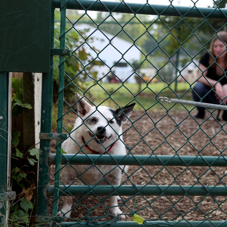 A dog and Sam look through a fence