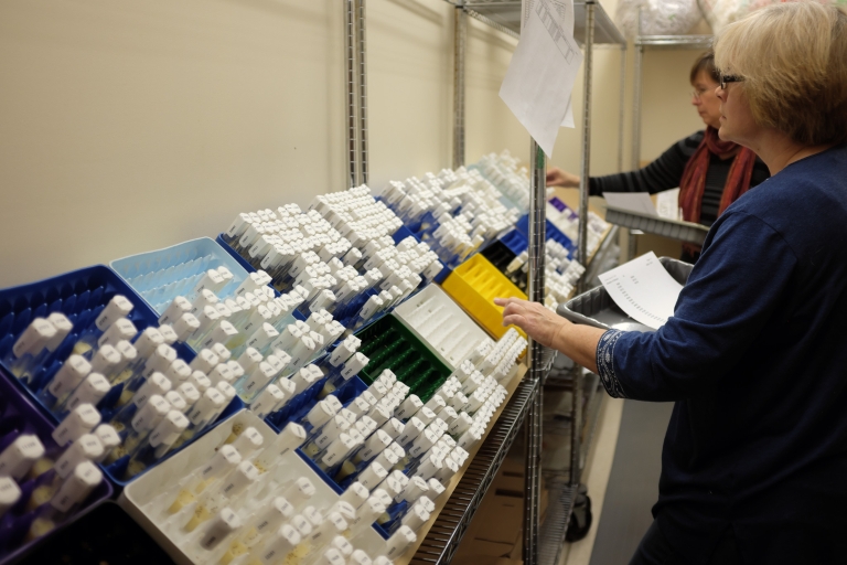 A woman prepares fruit fly samples for shipment at the IU Drosophila Stock Center.