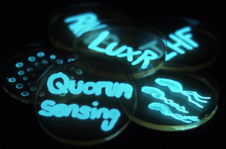 The word 'quorum sensing' painted on a petri dish in bioluminescent bacteria.