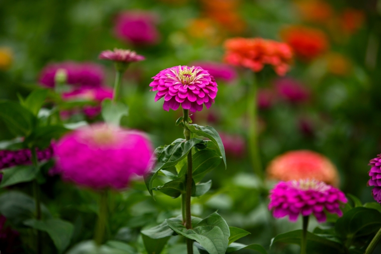 Flowers on campus