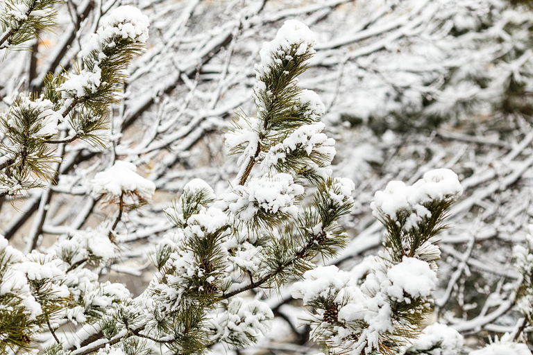 Snow covers the pine trees.