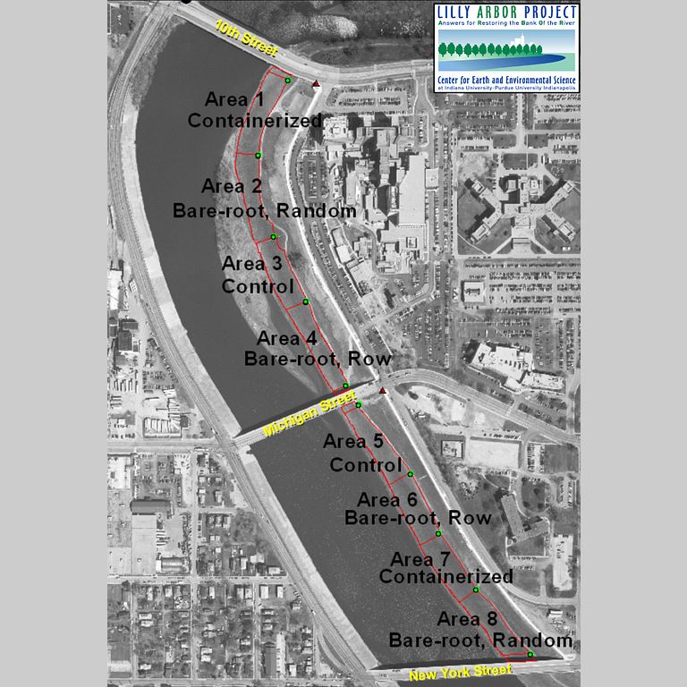 The planting scheme of the trees along the Lilly Arbor site on the banks of the White River.