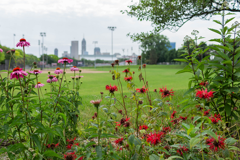 Wildflowers in IUPUI urban garden with Indianapolis skyline in background.