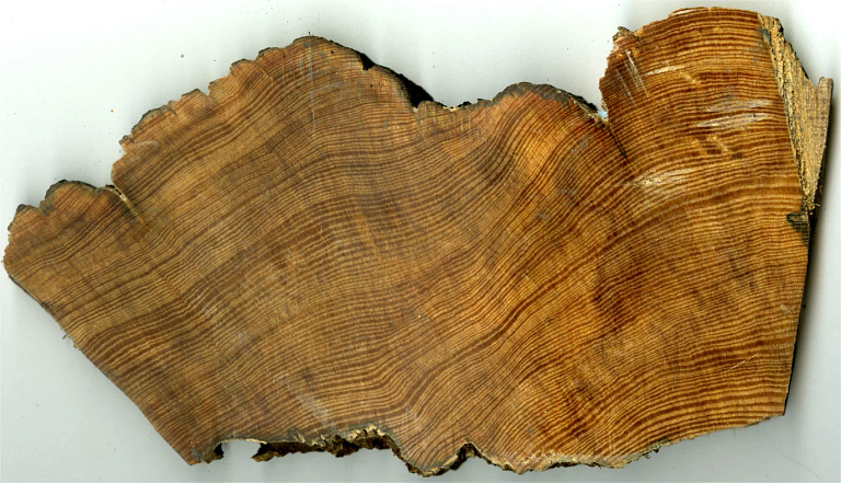 A cross-section of a longleaf pint tree showing tree rings