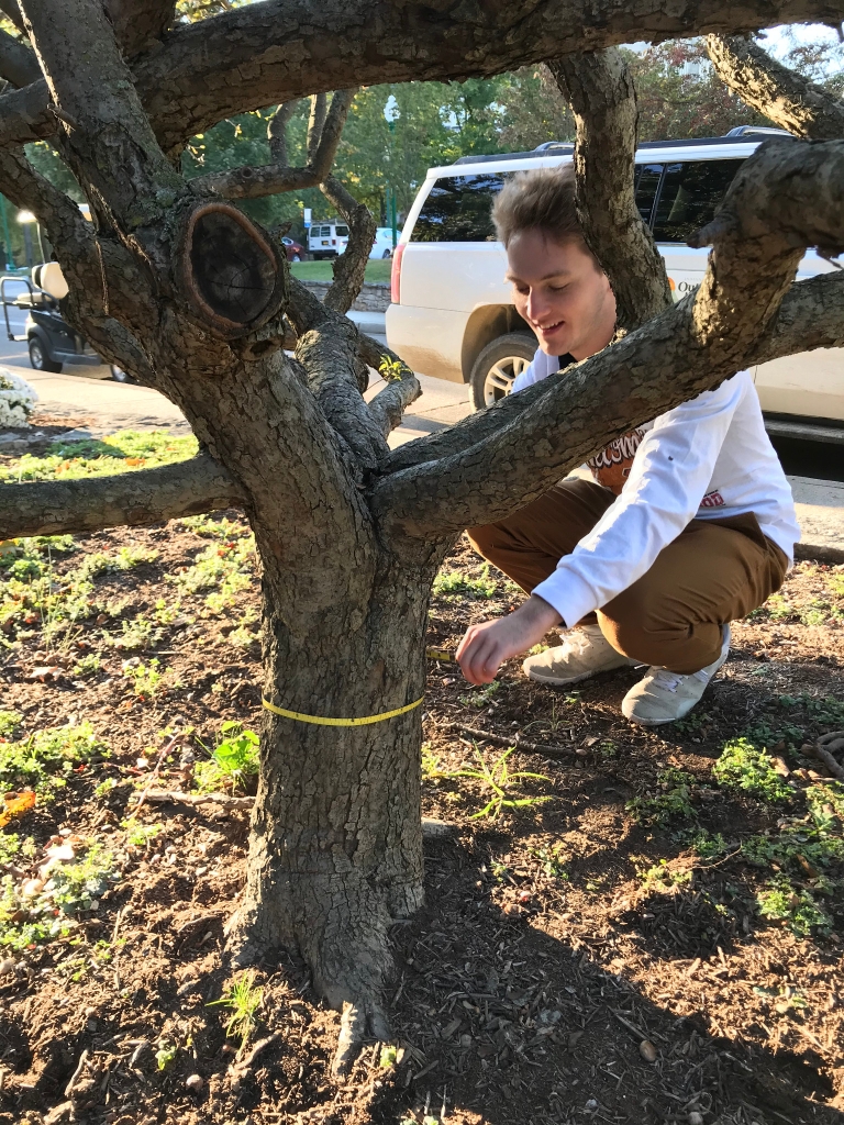 Conor Nolan tree mapping