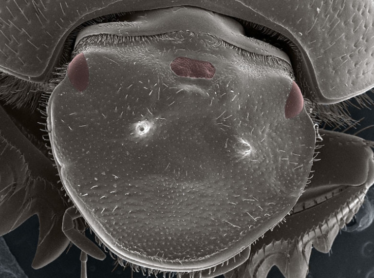A close-up of an extra-eyed beetle