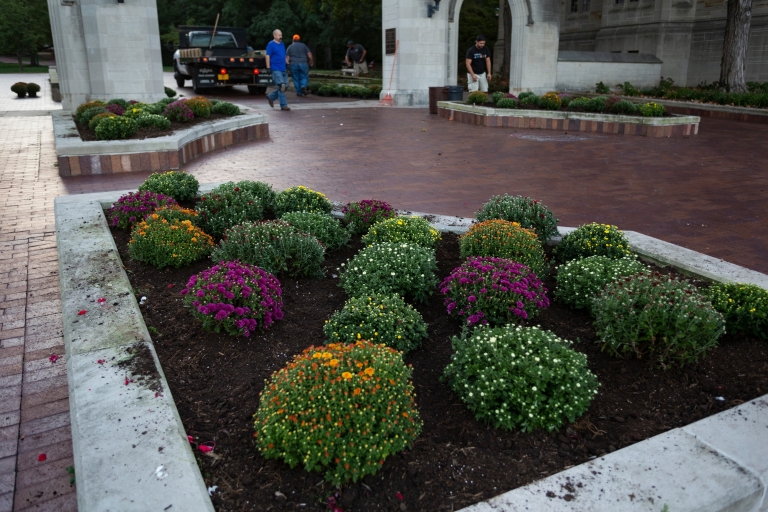 Fall mums at the Sample Gates