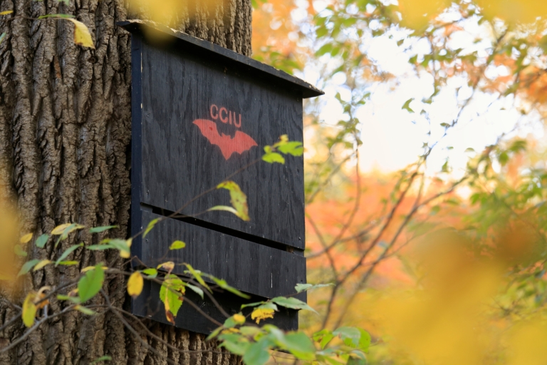 A bat box in Dunn's Woods on the IU Bloomington campus.