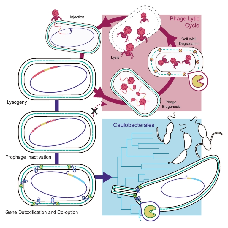 A series of images shows differences in enzyme behavior in Caulobacterales verses phage