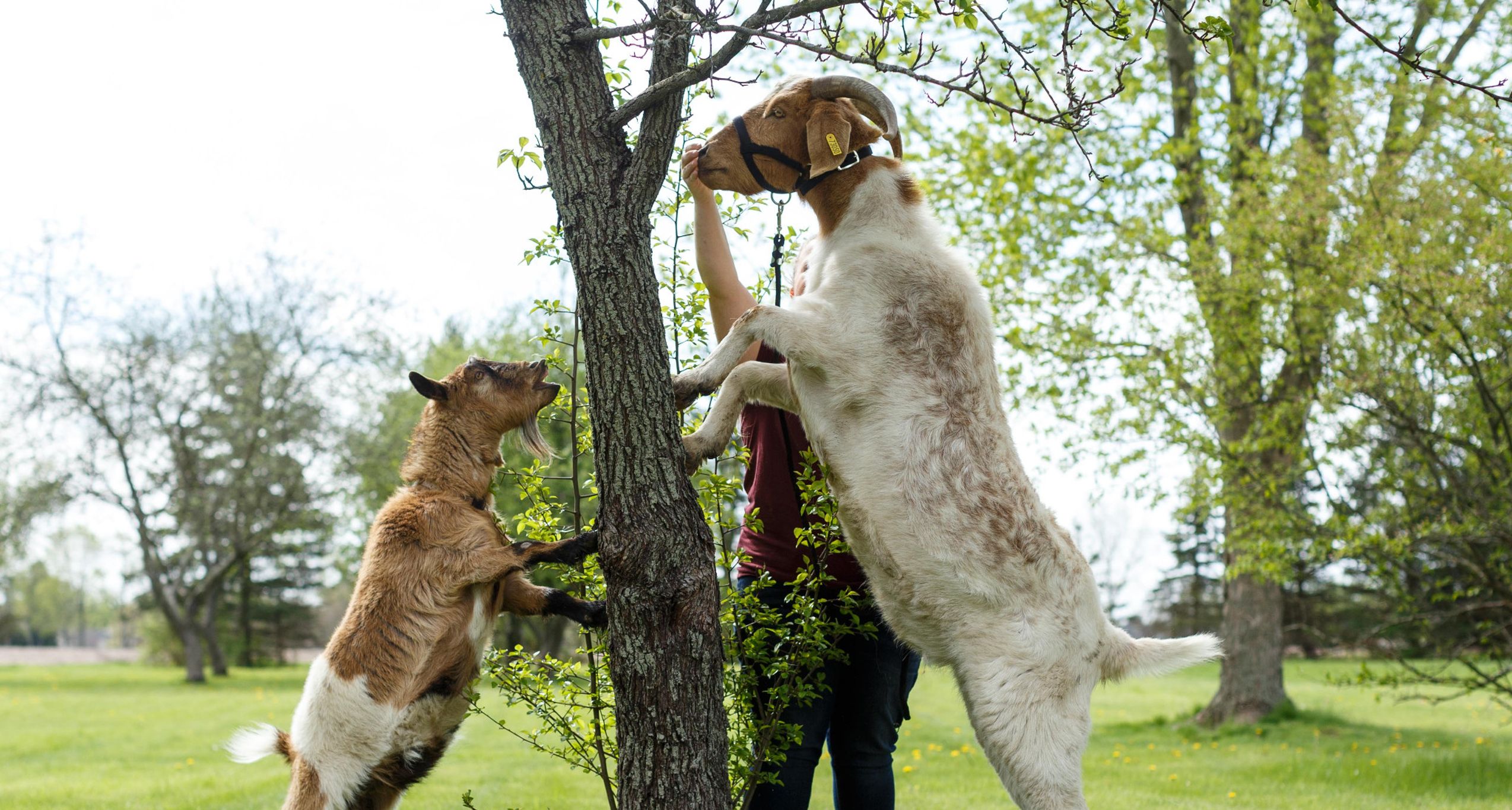 Goats nibble on vegetation