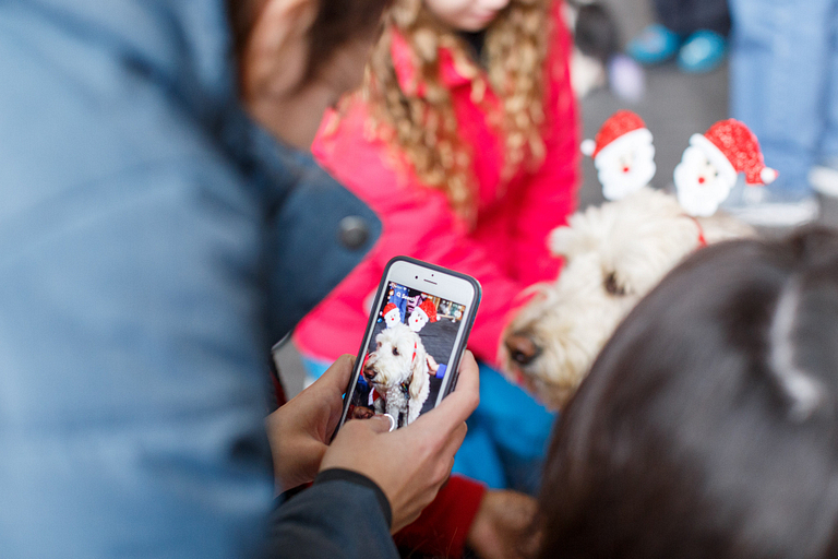 A person uses a smartphone to take a picture of a therapy dog.