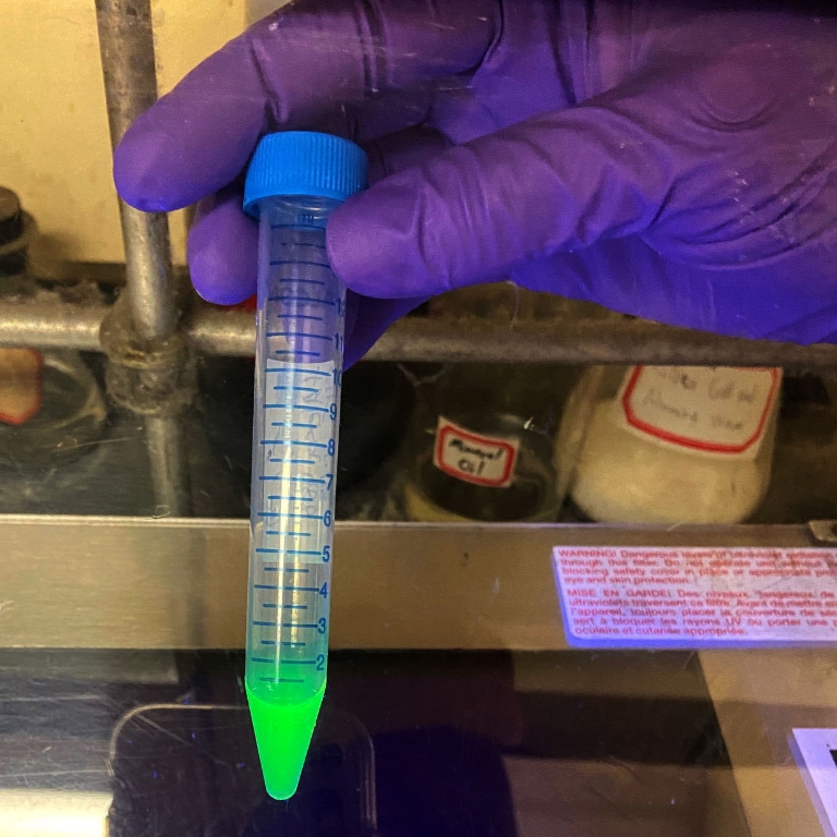 gloved hand holds test tube with fluorescent green liquid