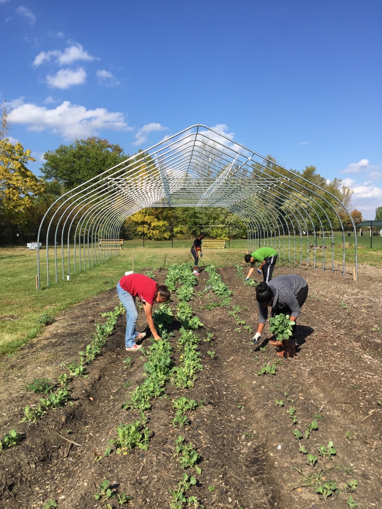 Four IUPUI students work on an urban farming project as part of Fall Alternative Break.