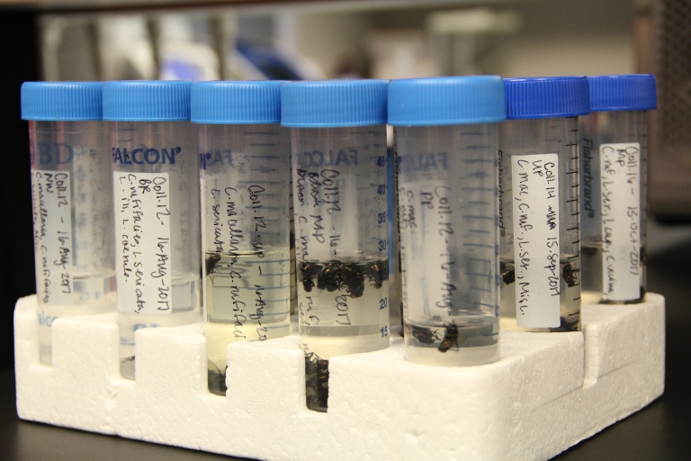 Blow flies in test tubes in IUPUI professor's lab