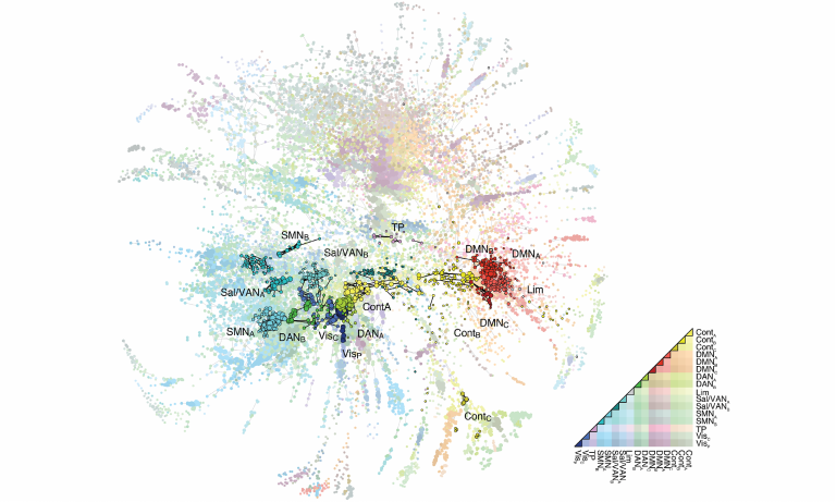 human brain mapping research