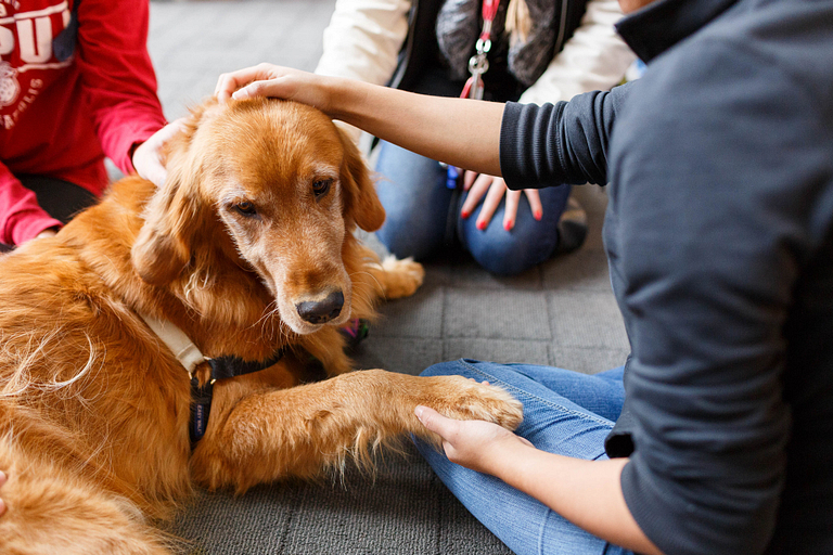 A therapy dog who has put his paw in a student's hand.