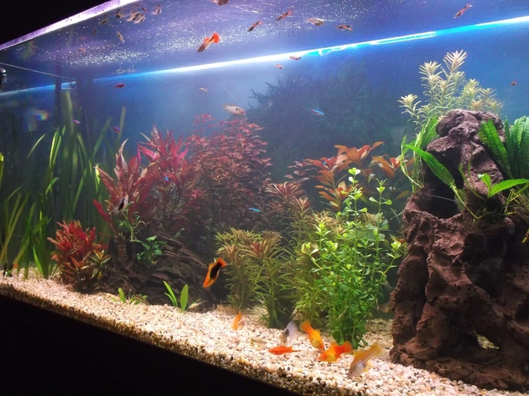 A large aquarium with multicolored fish inside.