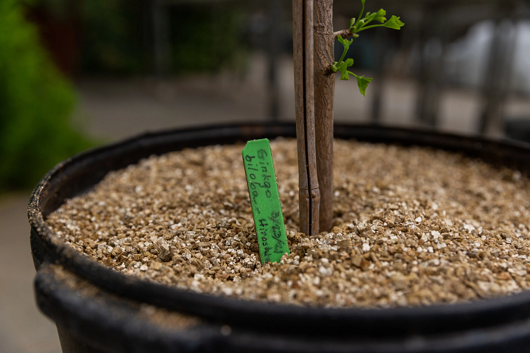 A close-up of a sapling in soil with a label that reads 'ginkgo biloba -- Hiroshima 3-23-21'