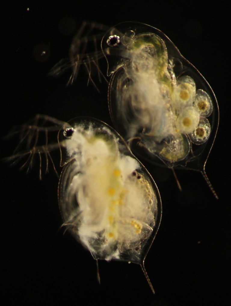 An uninfected water flea and an infected water flea