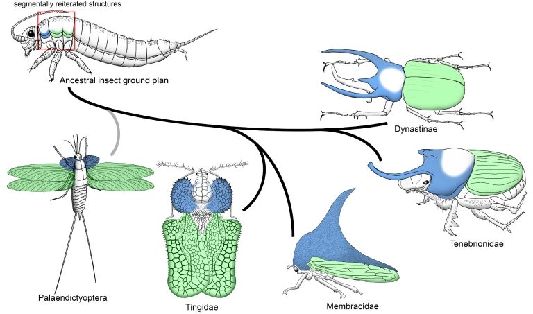 An illustration of the evolutionary origin of horns and wings, from arthropods to insect