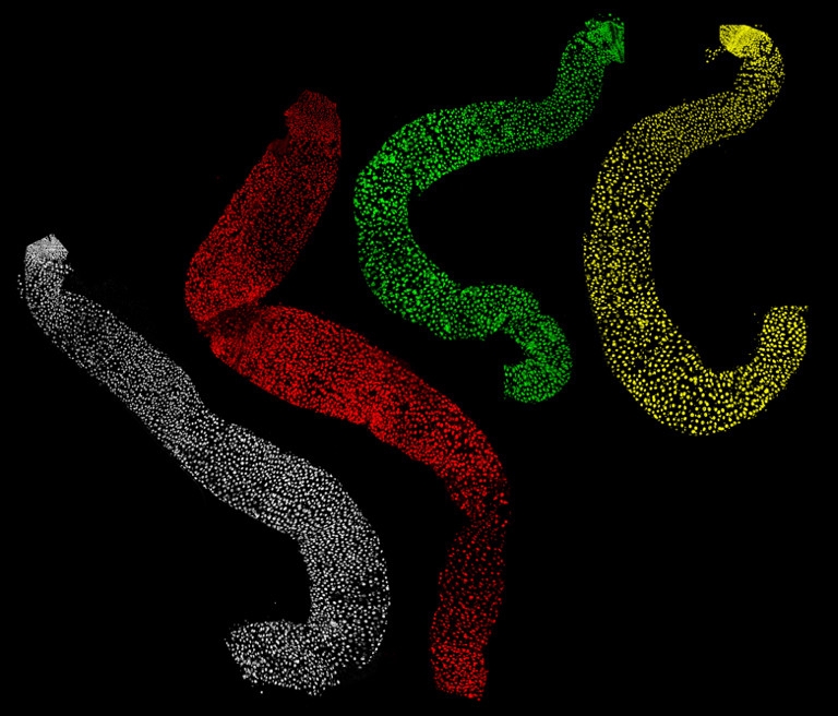 Intestinal samples from fruit flies dyed in four different colors.