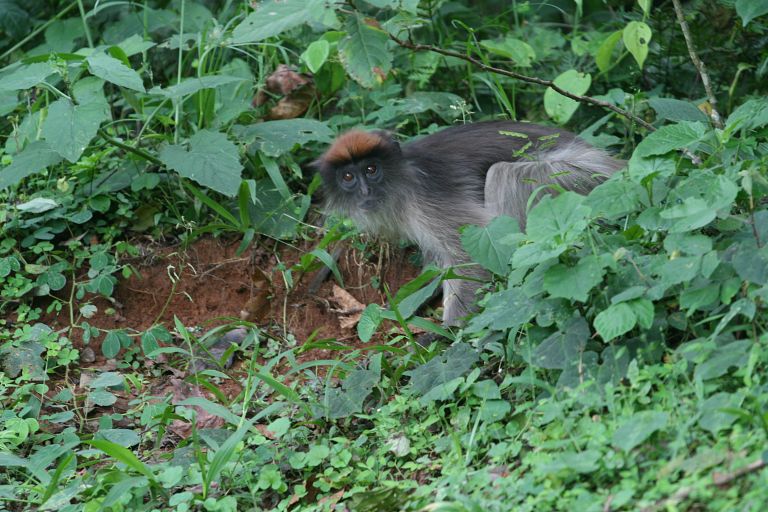 Red colobus monkey