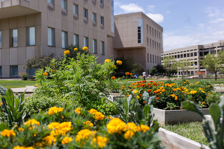 flowers growing in campus garden
