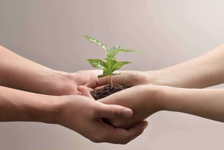 Two hands holding dirt and small leaves.