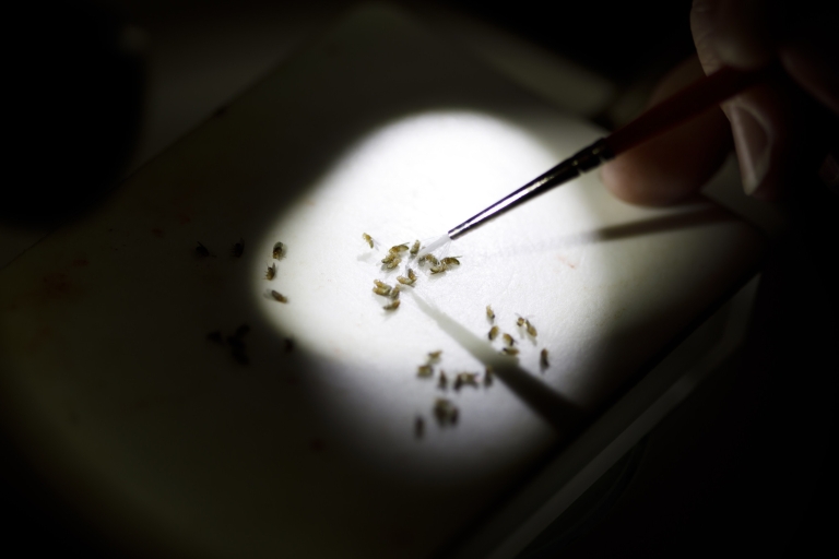 Fruit flies under a microscope in the lab.