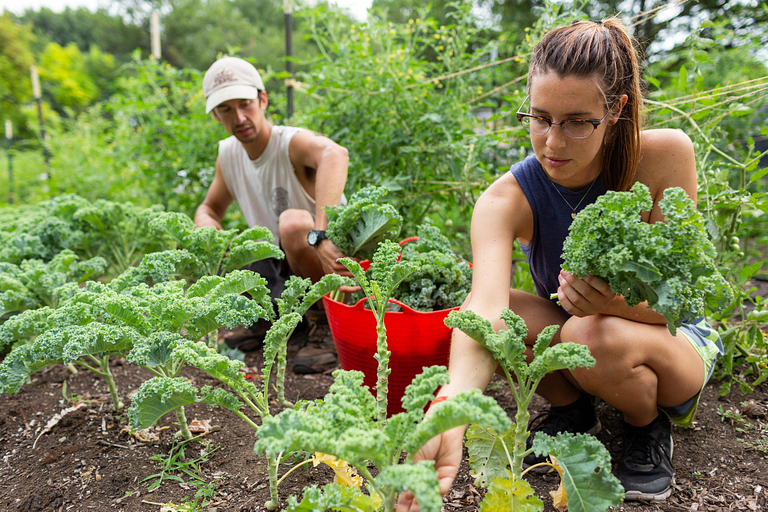 Two people work in a vegetable garden.