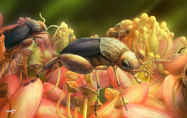 An artist's rendering of A. burmitina feeding on eudicot flowers