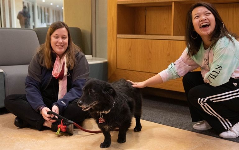 Students de-stress by petting therapy dogs.