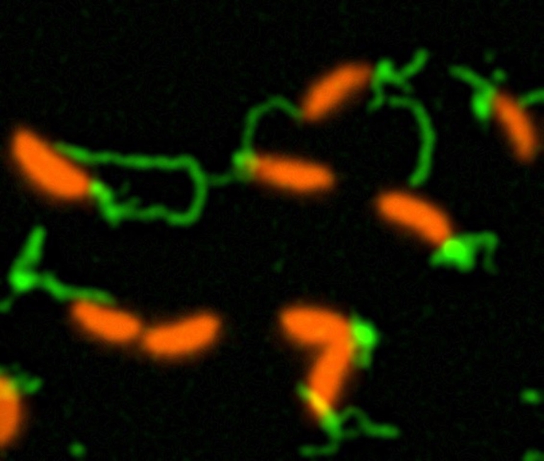 Bacterial pili stained green with fluorescent dyes