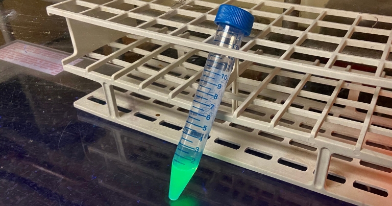 test tube with fluorescent green liquid leans against a rack