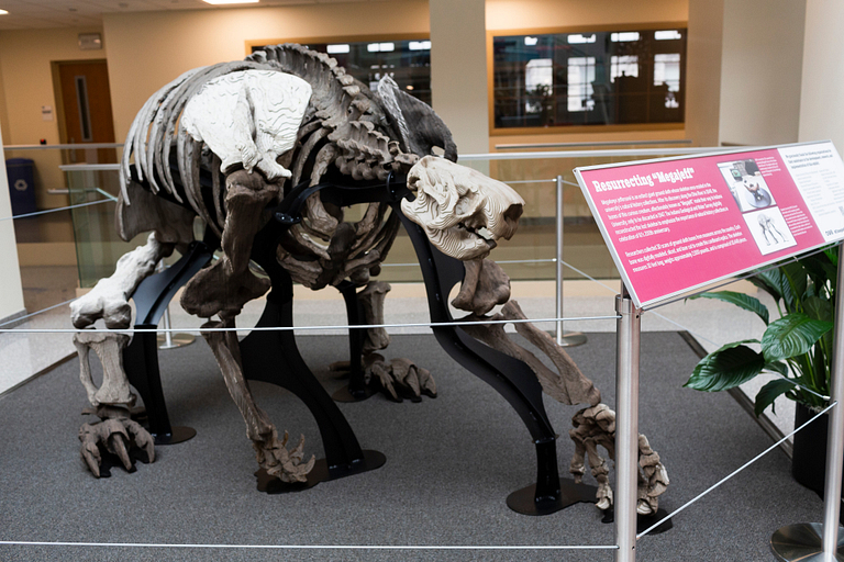 A reconstructed skeleton of a giant sloth is displayed