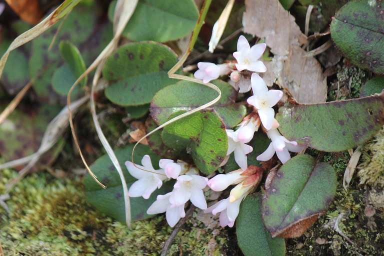 Pink and white arbutus flowers