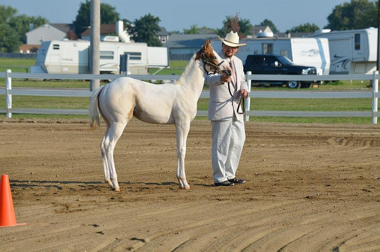 Danny Clark showing a horse 