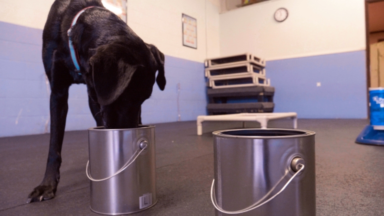 'Medical mutts' are dogs trained to sniff out cancer.