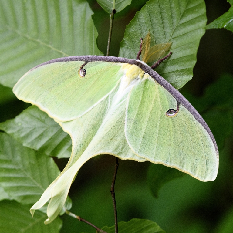 Luna moth